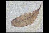 Fossil Leaf (Cedrelospermum) - Pos/Neg #65194-1